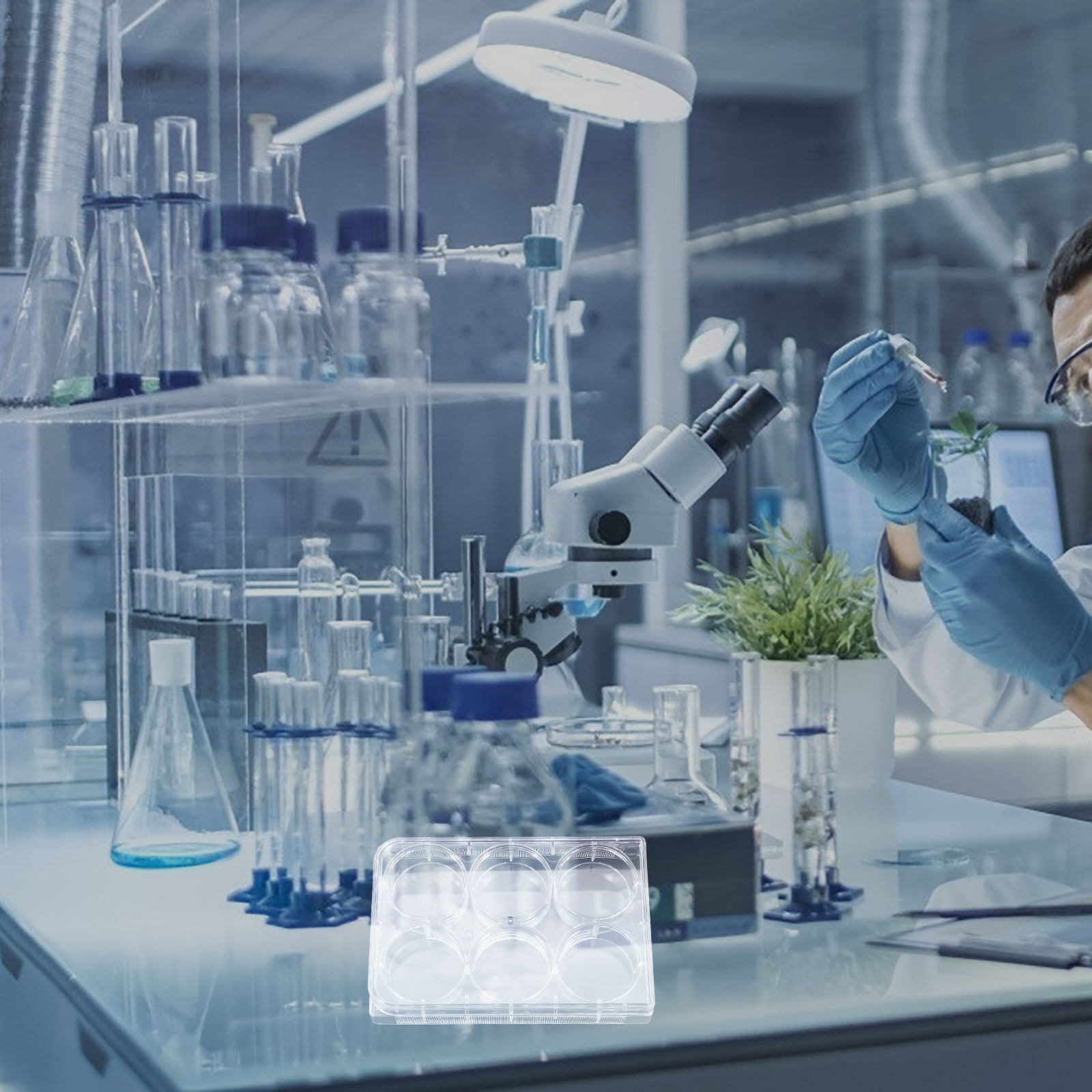 Tissue Culture Plate 6 Wells S - Lab Equipment review and price